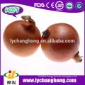 2014 New Crop Fresh Onion